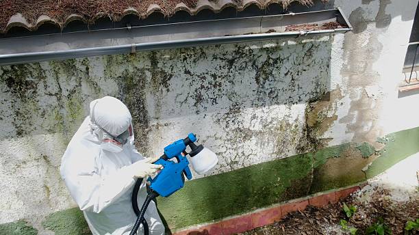 Top rated local Basement Mold Removal specialists in Turbotville, PA